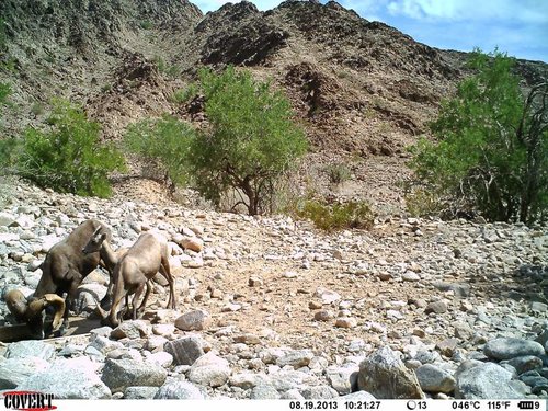 North Gila trail cam August 2013 1138.jpg