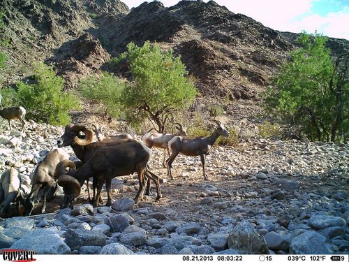 North Gila trail cam August 2013 1533.jpg