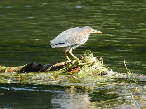 DSCN2775 (640x480).jpg