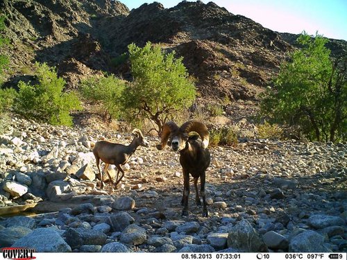 North Gila trail cam August 2013 144.jpg