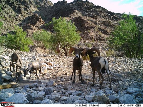 North Gila trail cam August 2013 1517.jpg