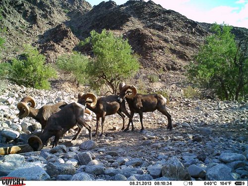 North Gila trail cam August 2013 1549.jpg