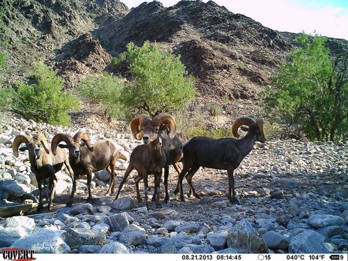 North Gila trail cam August 2013 1556.jpg