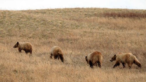 li-grizzly-bears-alberta.jpg