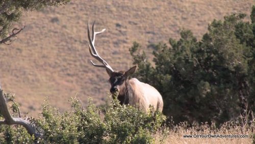 Cody Elk-poster.jpg