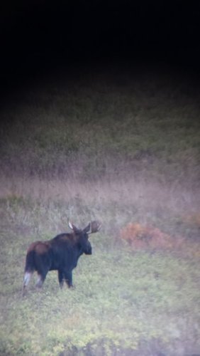 moose 9-29 small.jpg