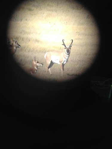 johnnys goat live.jpg