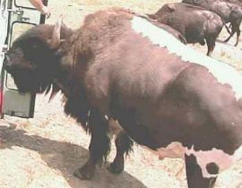 beefalo2.jpg