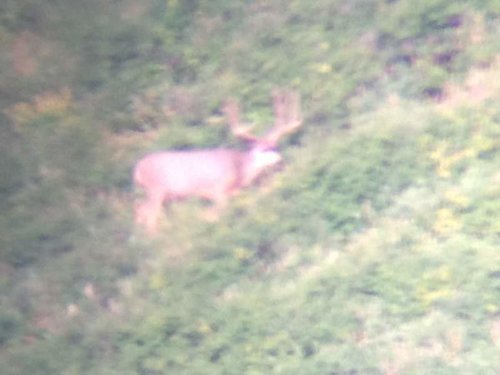 utah 2013 buck2.jpg