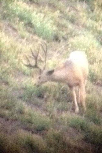 2013 utah buck.jpg