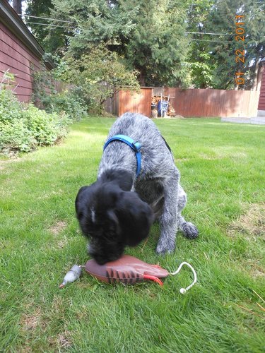 Henry retrieve.jpg
