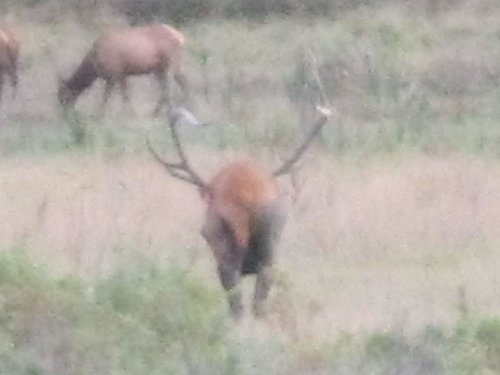 elk hunt 034.jpg