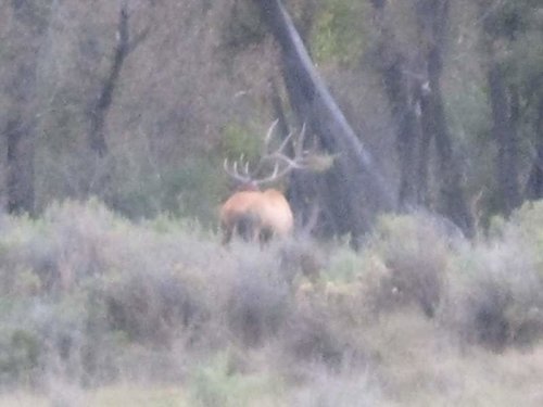 elk hunt 024.jpg