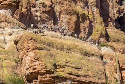 22 - Desert Sheep Herd on Cliff.jpg