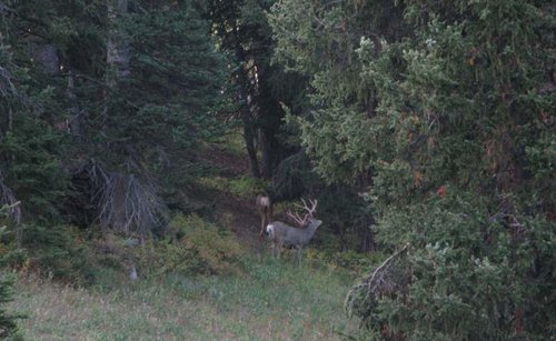 54muley2.jpg