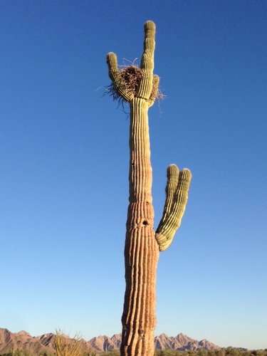 40B Redtail Hawk nest atop chandelier saguaro.JPG