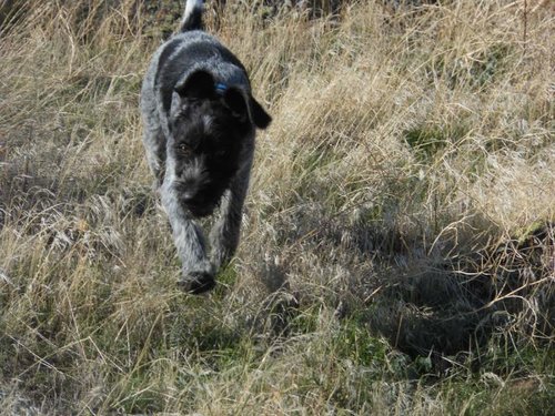 henry and chukars 005.jpg