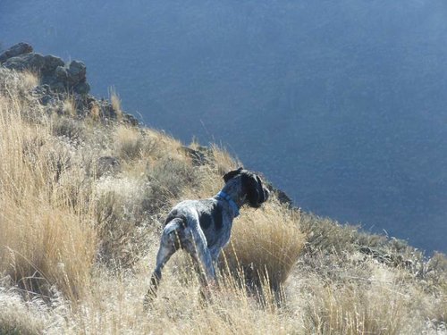 henry and chukars 006.jpg