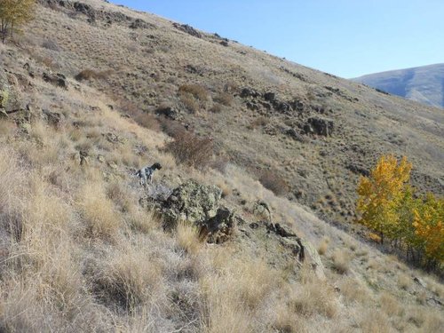 henry and chukars 010.jpg