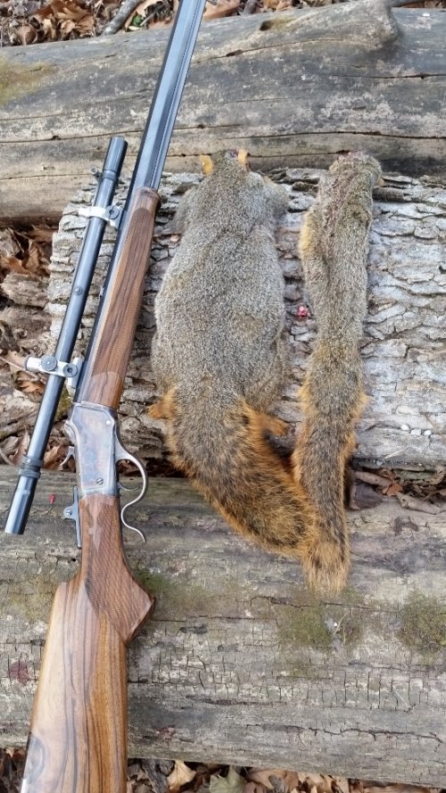 Fattest Squirrel A.jpg Fattest Squirrel A.jpg