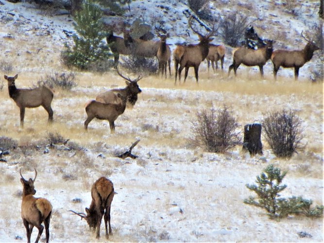 elk herd Hwy 9.JPG