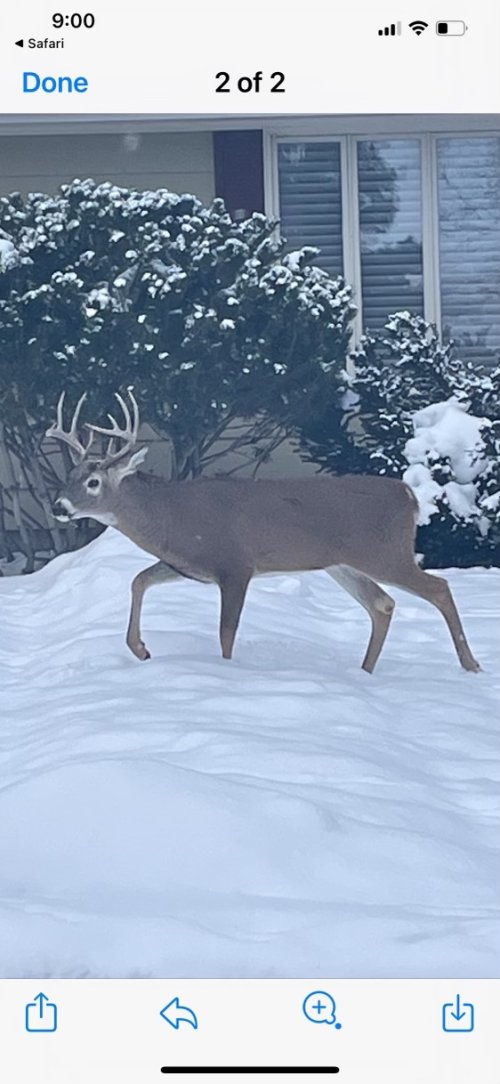 Yardbuck.jpg