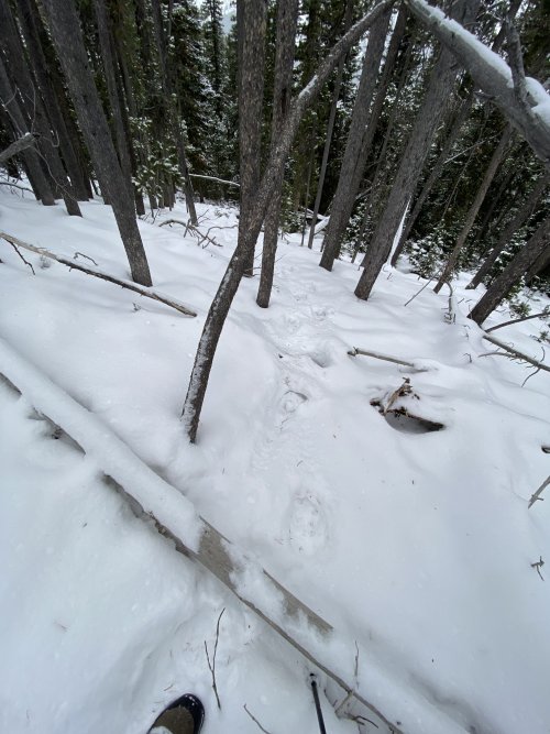 3975051A-0772-44EB-A7B7-D90A790BFFCB.jpeg 3975051A-0772-44EB-A7B7-D90A790BFFCB.jpeg