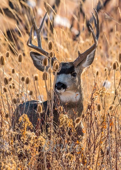 Muley  November 2022 a-0128.JPG