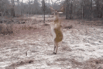 Resized_16683789482845267245526716199615_215131777004391.gif