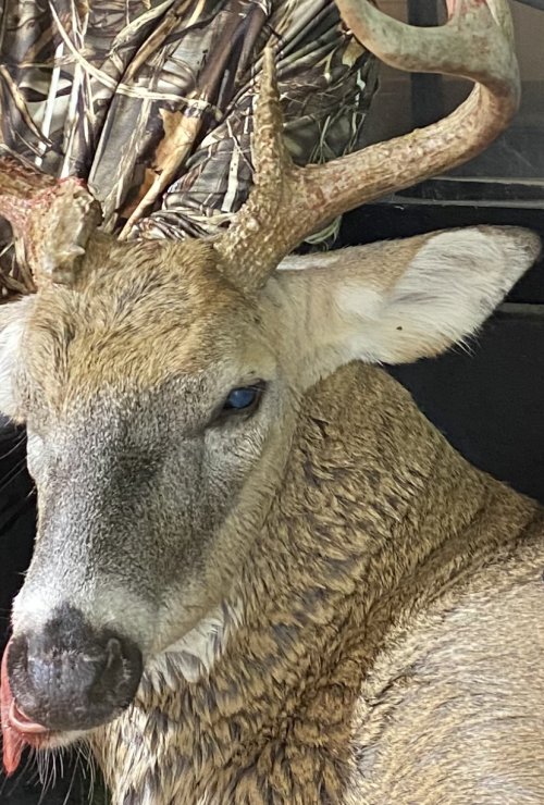 888B3829-1463-443A-A3F2-E1D2728E5221.jpeg 888B3829-1463-443A-A3F2-E1D2728E5221.jpeg