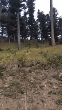 1669127266324.gif 1669127266324.gif