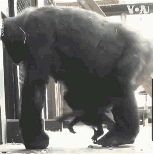 1669181798127.gif 1669181798127.gif