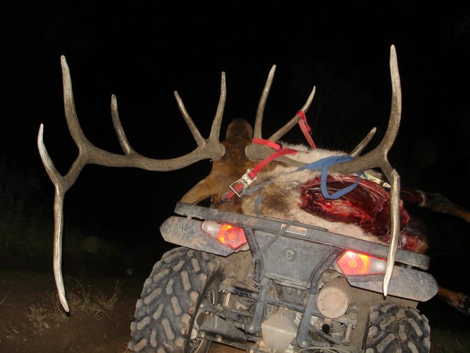 elk at ranch 019.JPG