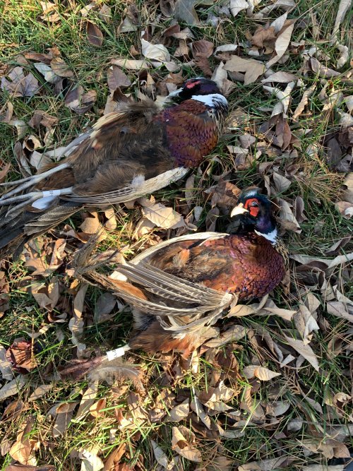 044A969B-DE7B-4E16-9F97-15581AA808CD.jpeg 044A969B-DE7B-4E16-9F97-15581AA808CD.jpeg