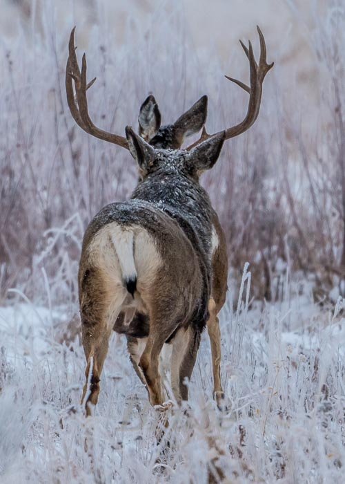 Frosty Morning Muley November 2022 a-0926.JPG