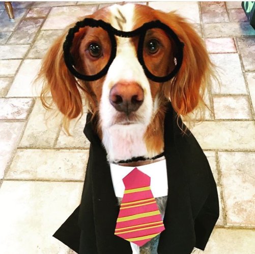 Harry Pawter.jpg