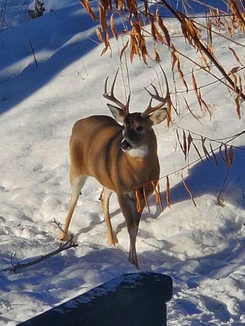 Backyard buck.jpg