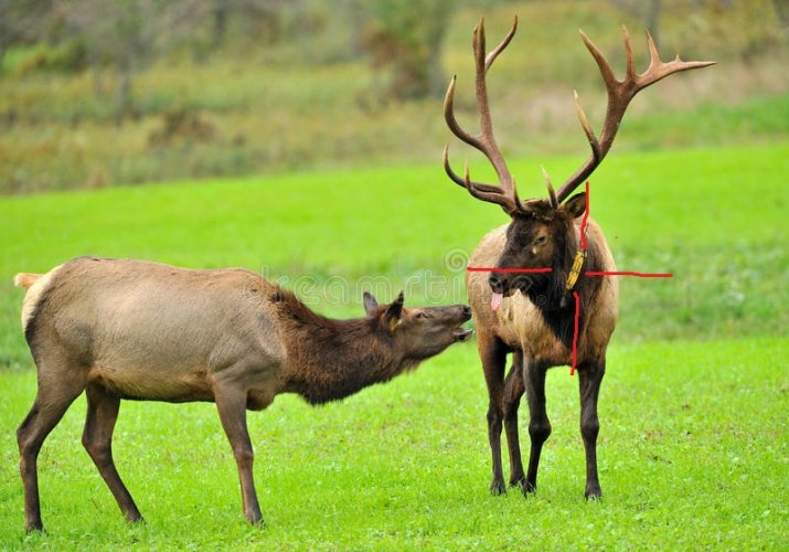 two-elk.jpg