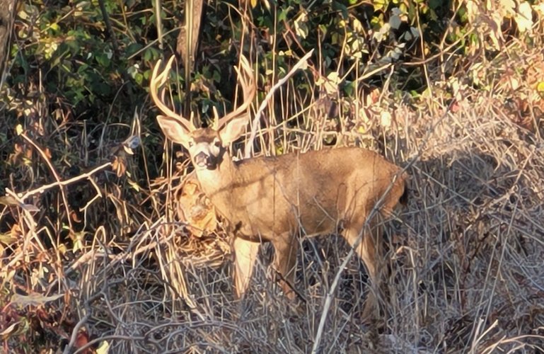 blacktail 17.jpg