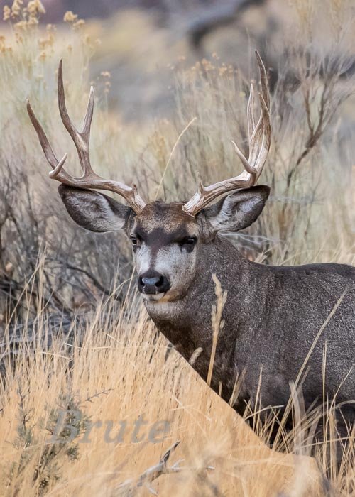 Muley November 2017 a-6152.JPG