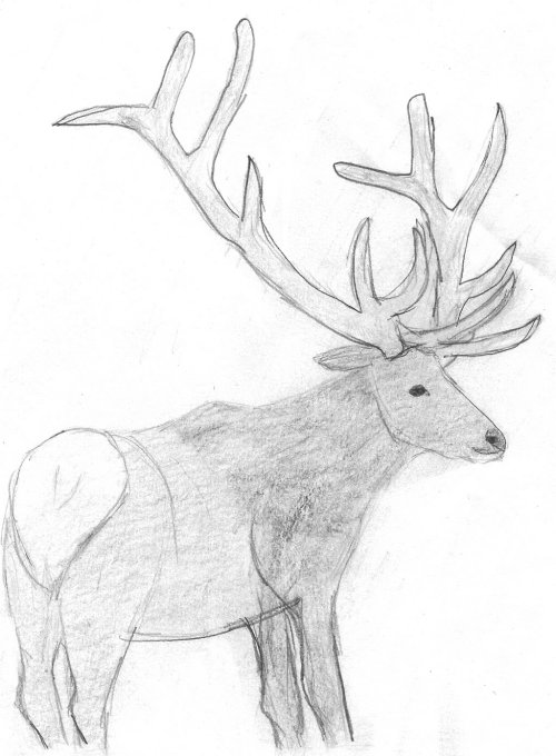 elk 001.jpg