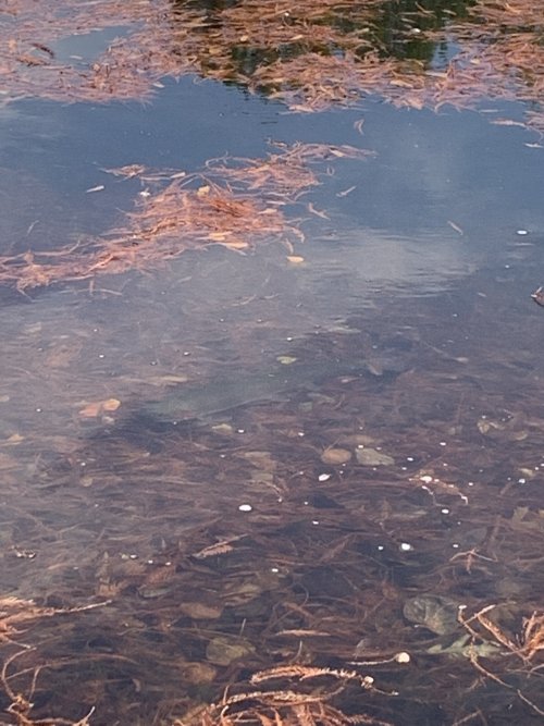 D83119AB-D802-4291-AB1D-923268543CAB.jpeg D83119AB-D802-4291-AB1D-923268543CAB.jpeg