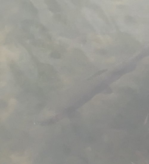 C7FE90A1-7586-4572-B08D-136401125D83.jpeg C7FE90A1-7586-4572-B08D-136401125D83.jpeg