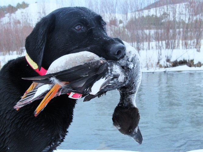 goldeneye.JPG goldeneye.JPG