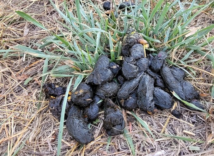 bear poop 4.jpg