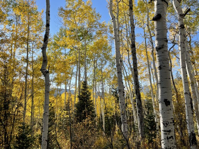 Aspens.jpeg