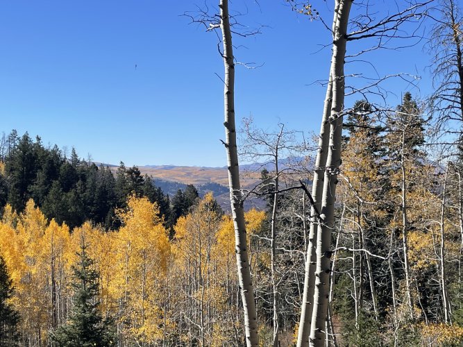 Aspens2.jpeg