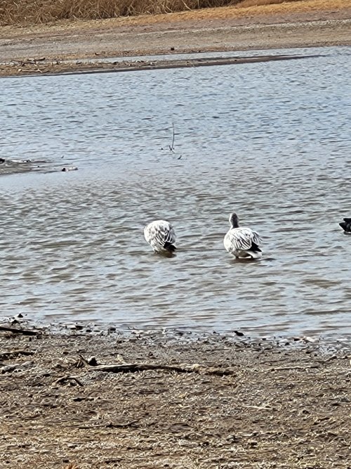 Resized_20221228_140412.jpeg Resized_20221228_140412.jpeg