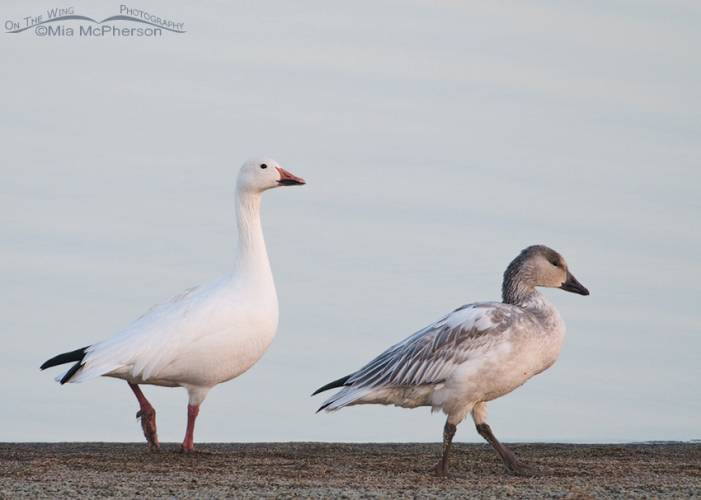 1672266415194.png 1672266415194.png