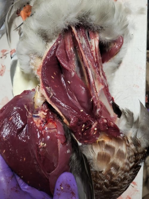 Resized_20221228_192720.jpg Resized_20221228_192720.jpg